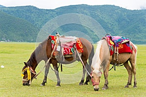 SHANGRILA, CHINA - Jul 31 2014: Horses at Napa Lake. a famous la