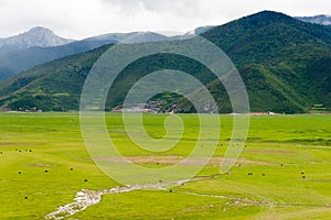 SHANGRILA, CHINA - Jul 31 2014: Napa Lake. a famous landscape in