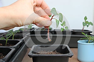 Shank in hand. Propagation of plants by cuttings. Balsam Walterra. Roots. Rooting.