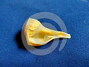 Shankh or the sea shell isolated in blue background