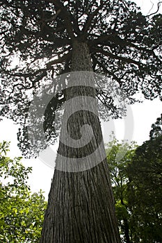 The shaolin temple ancient cypress