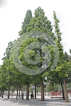 The shaolin temple ancient