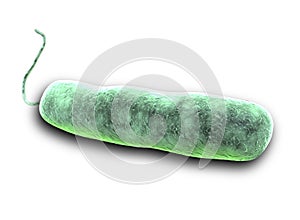 E coli Bacteria photo