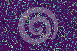 Shape of bacterial cell: cocci, bacilli, spirilla bacteria