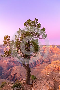 The shape of a beautiful tree on the background of the Grand Canyon in the sunset