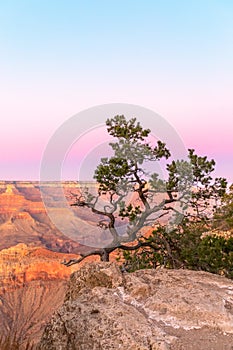 The shape of a beautiful tree on the background of the Grand Canyon in the sunset