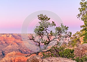 The shape of a beautiful tree on the background of the Grand Canyon in the sunset