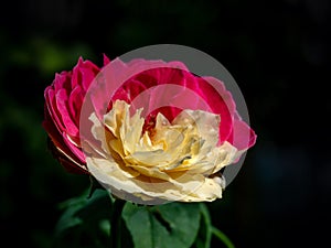 Shape and bicolors petal of Fugetsu the Japanese garden rose