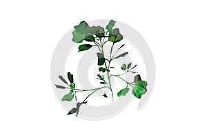 shape Broadleafed Plant white background 3d rendering