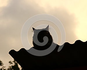 Shape of cat sat on the roof