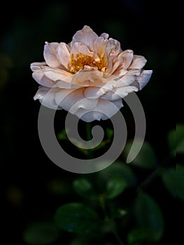 Shape and colors of Ambridge rose that blooming