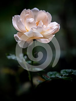 Shape and colors of Ambridge roses that blooming in Tropical climates