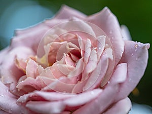 Shape and colors of Koko Loco roses that bloom