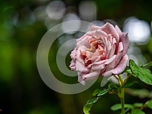 Shape and colors of Koko Loco roses that bloom