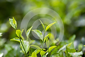 Fresh and soft Tea leaves in Fresh Garden.