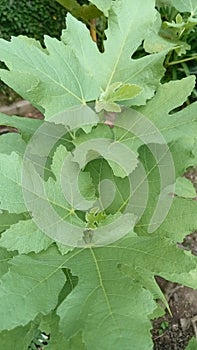 The shape of the leaves of the fig plant is like finger wit 3 or 5 segments photo