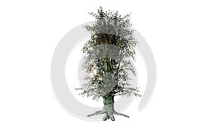 shape Mountain Ash tree white background 3d rendering