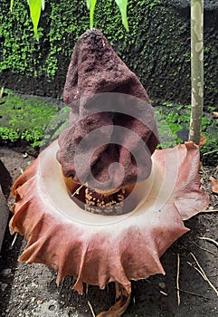 The shape of the rafflesia flower in bloom is very beautiful