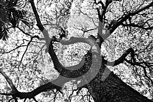 Shape of Samanea saman trees and pattern of branch in black and white tone