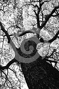 Shape of Samanea saman trees and pattern of branch in black and white tone