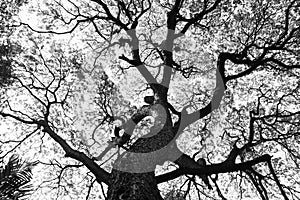 Shape of Samanea saman trees and pattern of branch in black and white tone