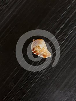 Shape of sea shell from the beach on black background