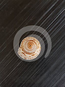 Shape of sea shell from the beach on black background