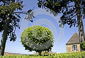 Shaped box-tree bush in garden