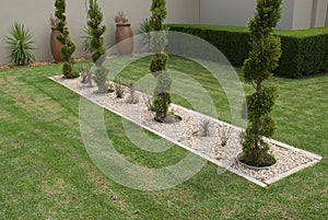 Shaped conifer shrubs