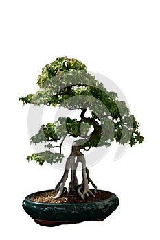 Shaped Small Buttonwood Bonsai Tree