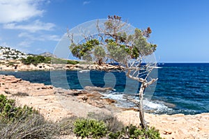 A shapeless but stubborn partly green tree miraculously surviving on barren, rocky shoreline exposed to ravages of wind