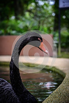 Shapely Black Swan