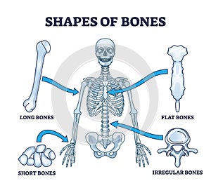 Shapes of bones with anatomical human skeleton shape division outline diagram