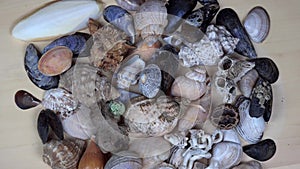 Shapes colors sea shells rotating turntable counterclockwise. 4K