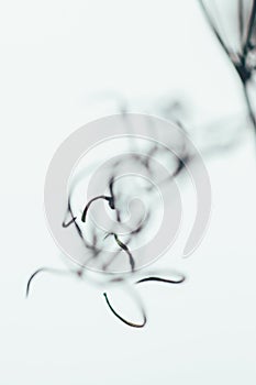 Shapes of the inflorescence of dill in a blur