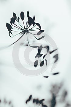 Shapes of the inflorescence of dill in a blur