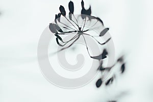 Shapes of the inflorescence of dill in a blur