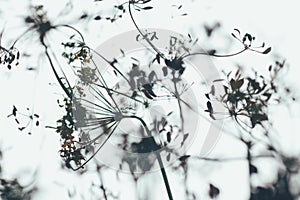 Shapes of the inflorescence of dill in a blur