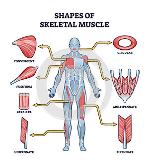 Shapes of skeletal muscles with various muscular types outline diagram