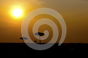 Shapes of trees at sunset. Kenya,