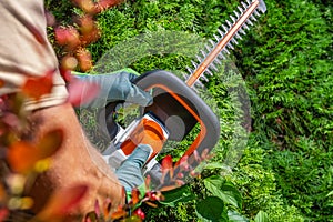 Shaping Thujas Green Wall Using Hedge Trimmer Close Up