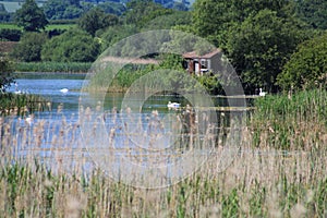 Shapwick Heath Nature Reserve On The Somerset Levels, England