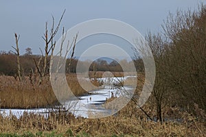 Midwinter On The Somerset Levels, England, UK