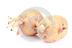 Shaqima, strawberries