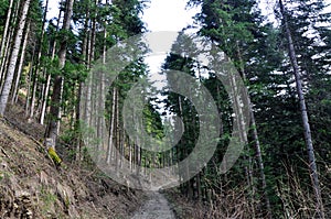 Shar mountain fir forest