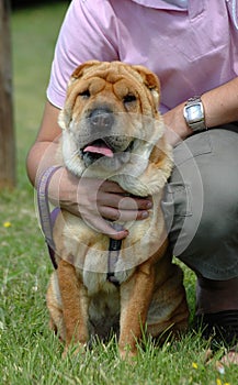 Shar Pei