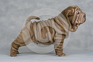 Shar-pei