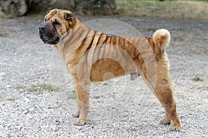 Shar pei. photo