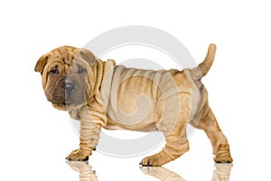 Shar pei photo