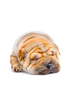 Shar Pei baby dog sleeping